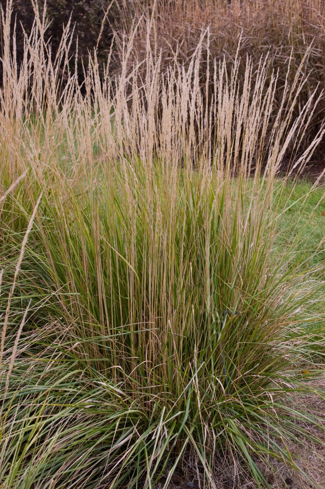 Avalanche Variegated Feather Reed Grass Pahls Market Apple Valley Mn