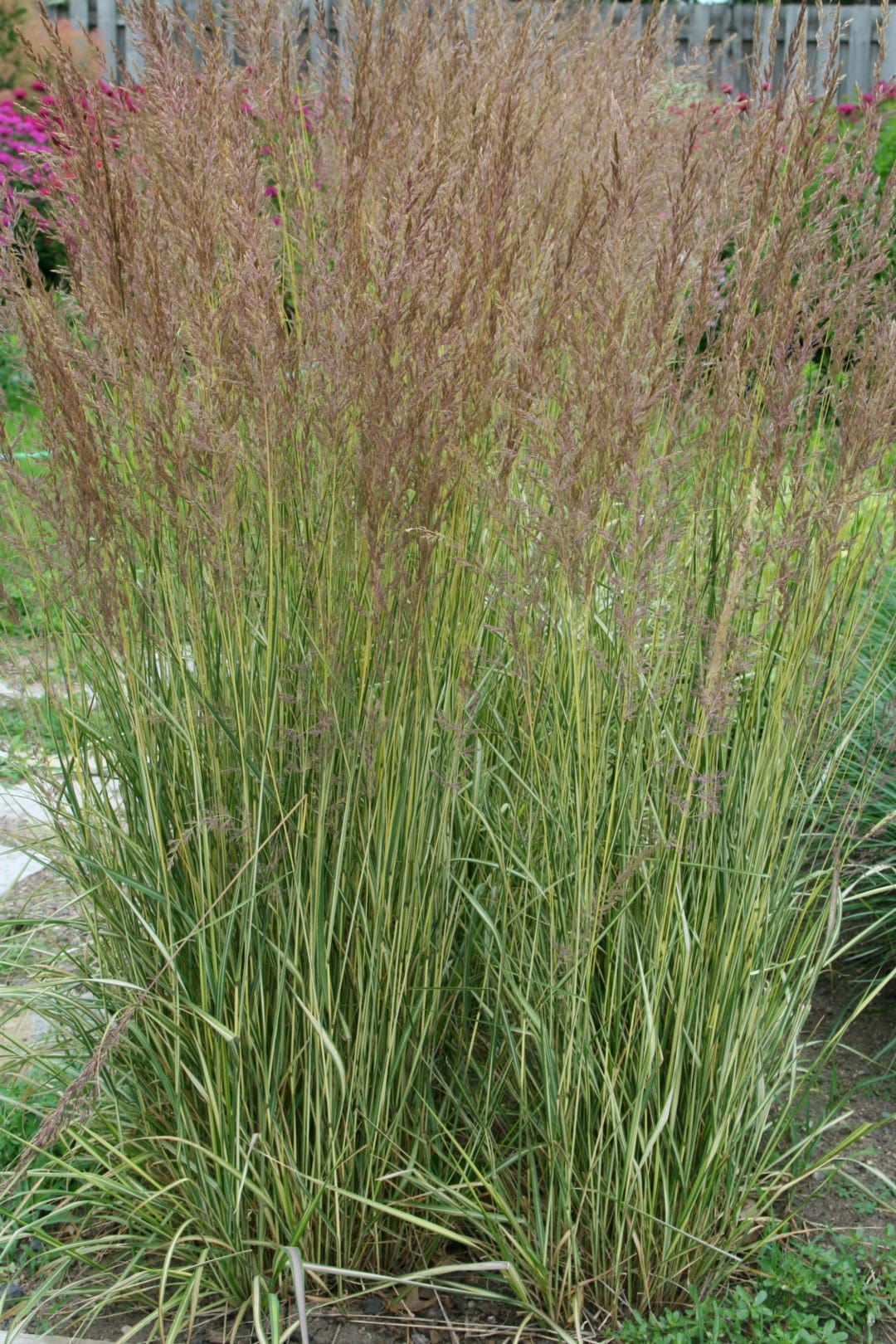 Eldorado Feather Reed Grass Pahls Market Apple Valley Mn 2330