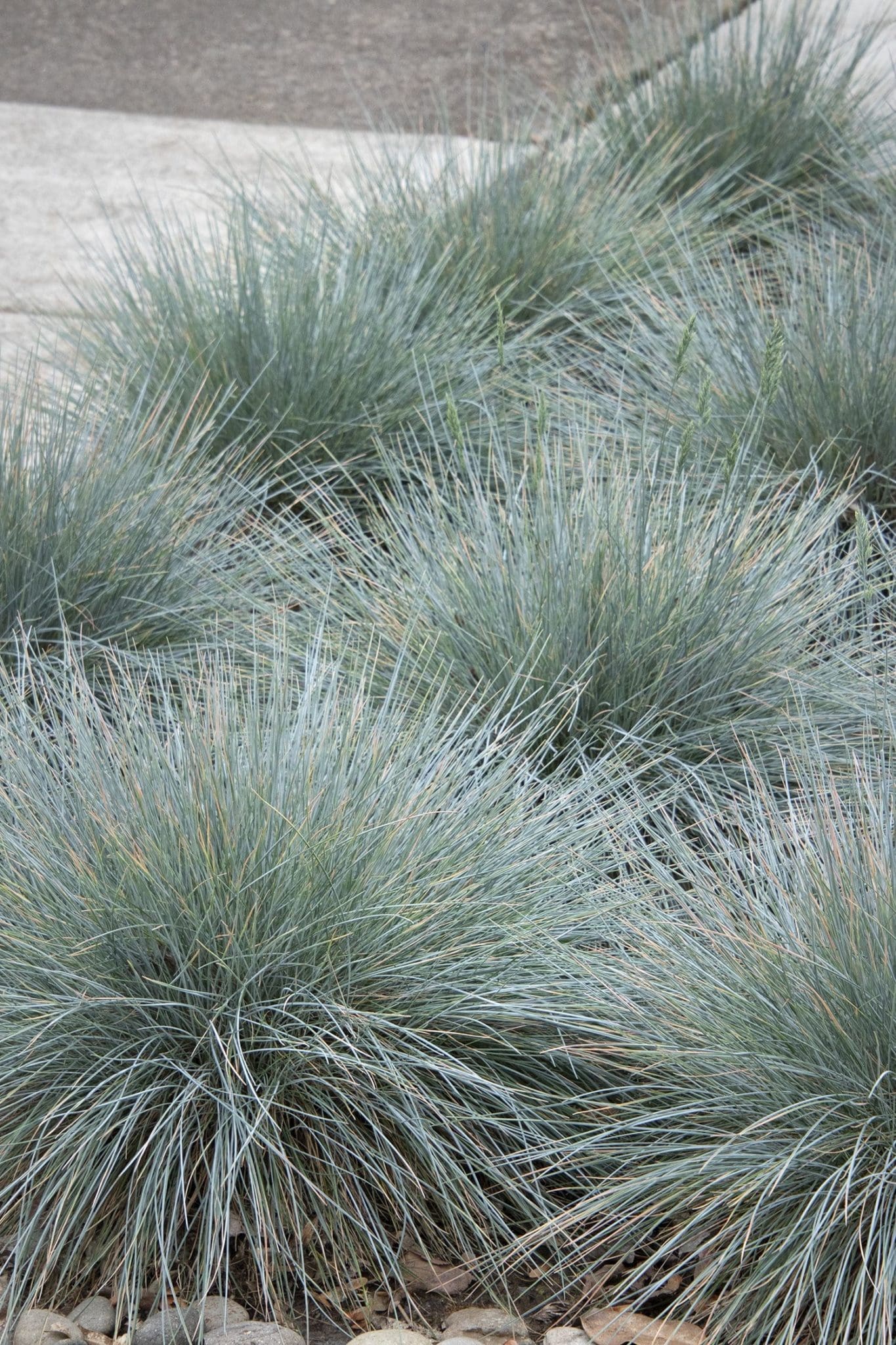 Elijah Blue Fescue Grass - Pahl's Market - Apple Valley, MN