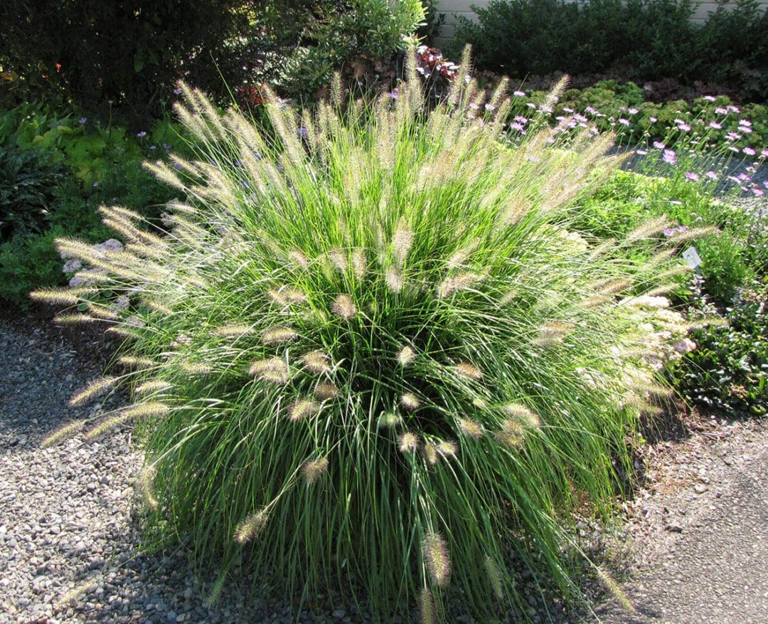 Hameln Dwarf Fountain Grass - Pahl's Market - Apple Valley, MN