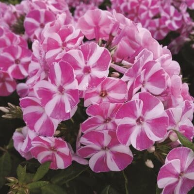 Coral Creme Drop Dwarf Garden Phlox Pahl S Market Apple Valley Mn