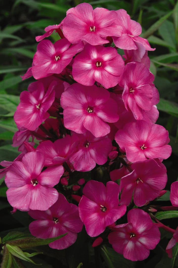 Bubblegum Pink Dwarf Garden Phlox