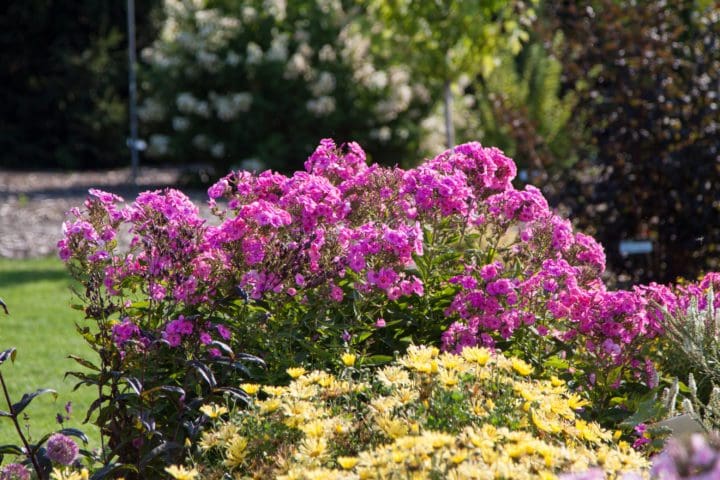 Bubblegum Pink Dwarf Garden Phlox - Image 2