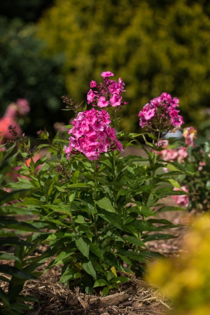 Bubblegum Pink Dwarf Garden Phlox - Image 3