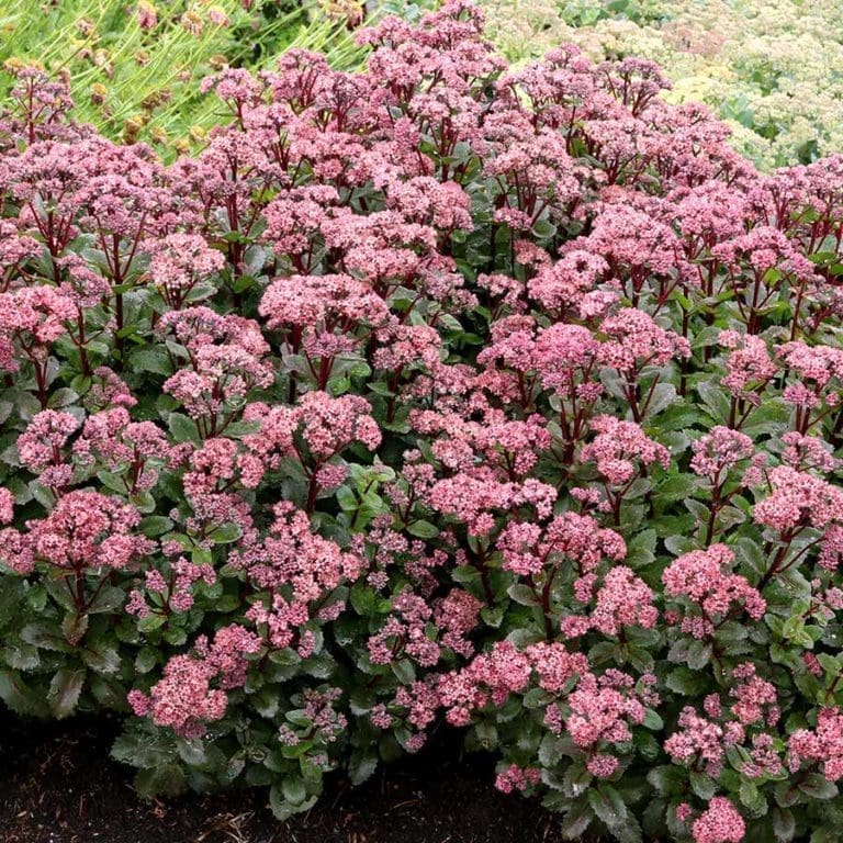 Night Embers Sedum - Pahl's Market - Apple Valley, MN