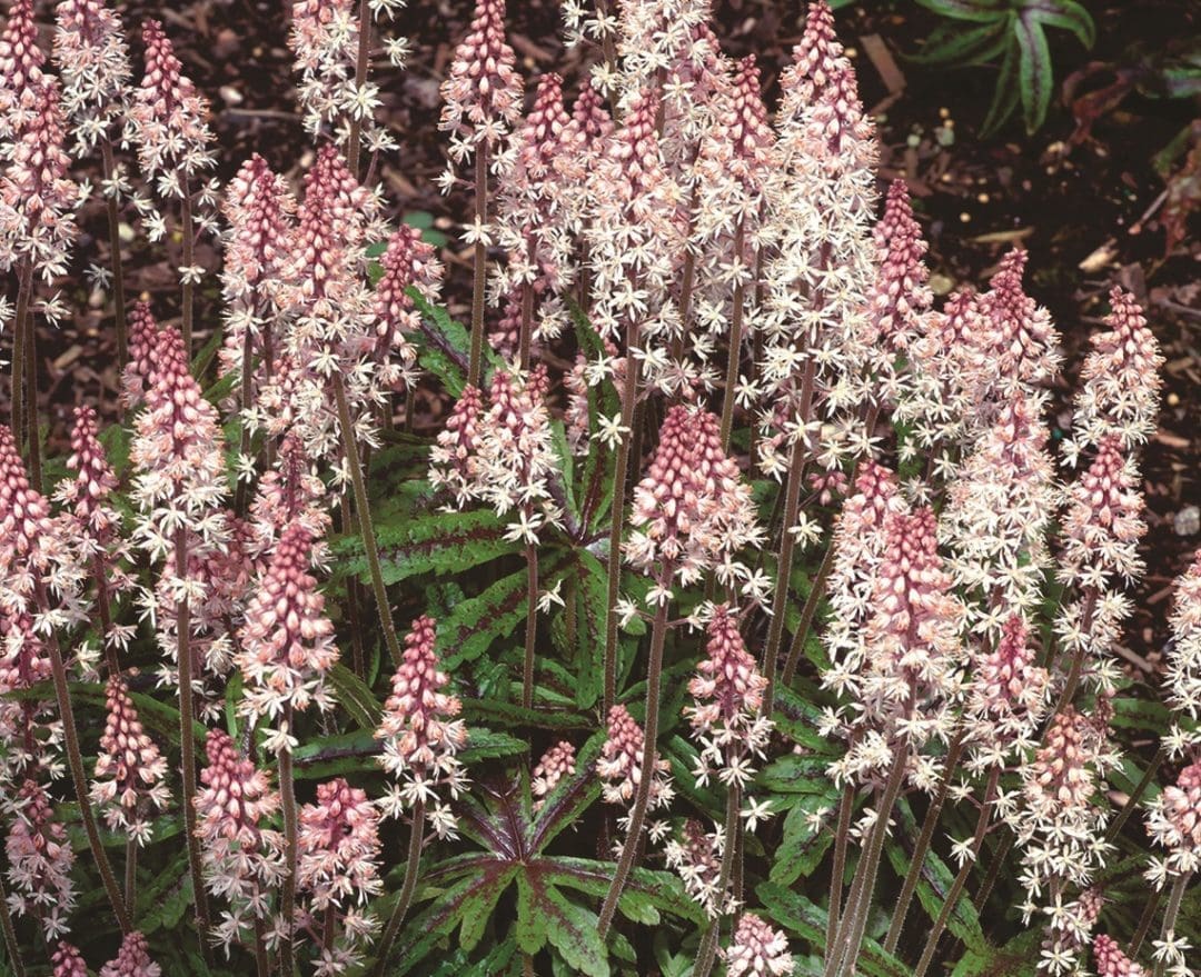 Candy Striper Foamflower - Pahl's Market - Apple Valley, MN