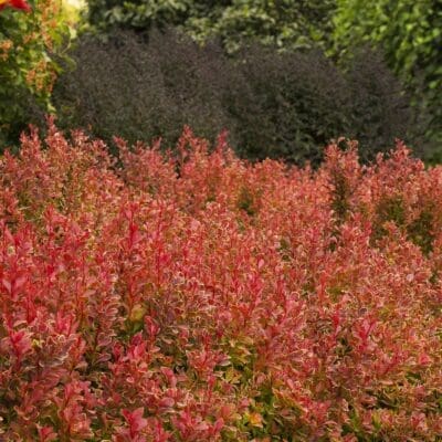 Golden Ruby Barberry - Pahl's Market - Apple Valley, MN