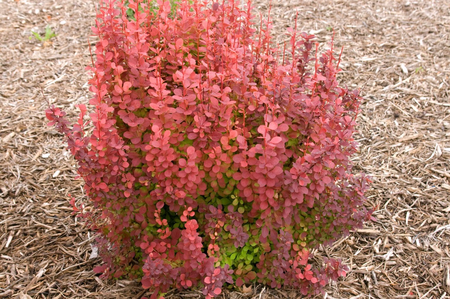 Orange Rocket Barberry - Pahl's Market - Apple Valley, MN