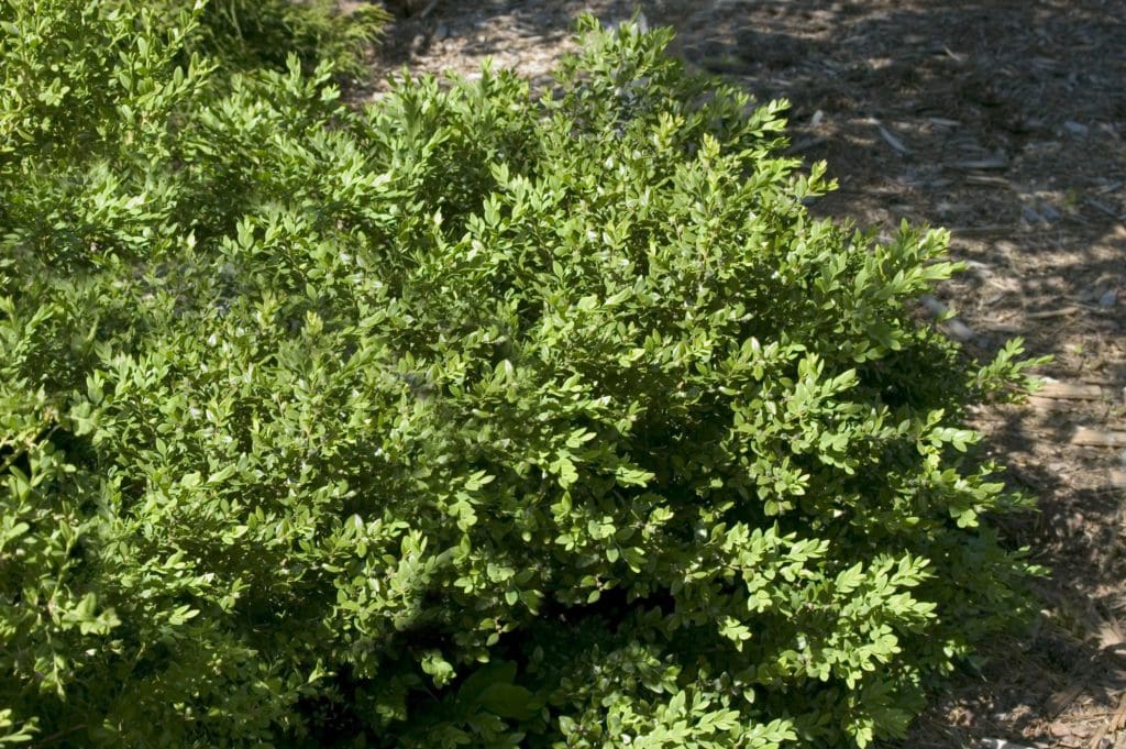 Green Velvet Boxwood - Pahl's Market - Apple Valley, MN