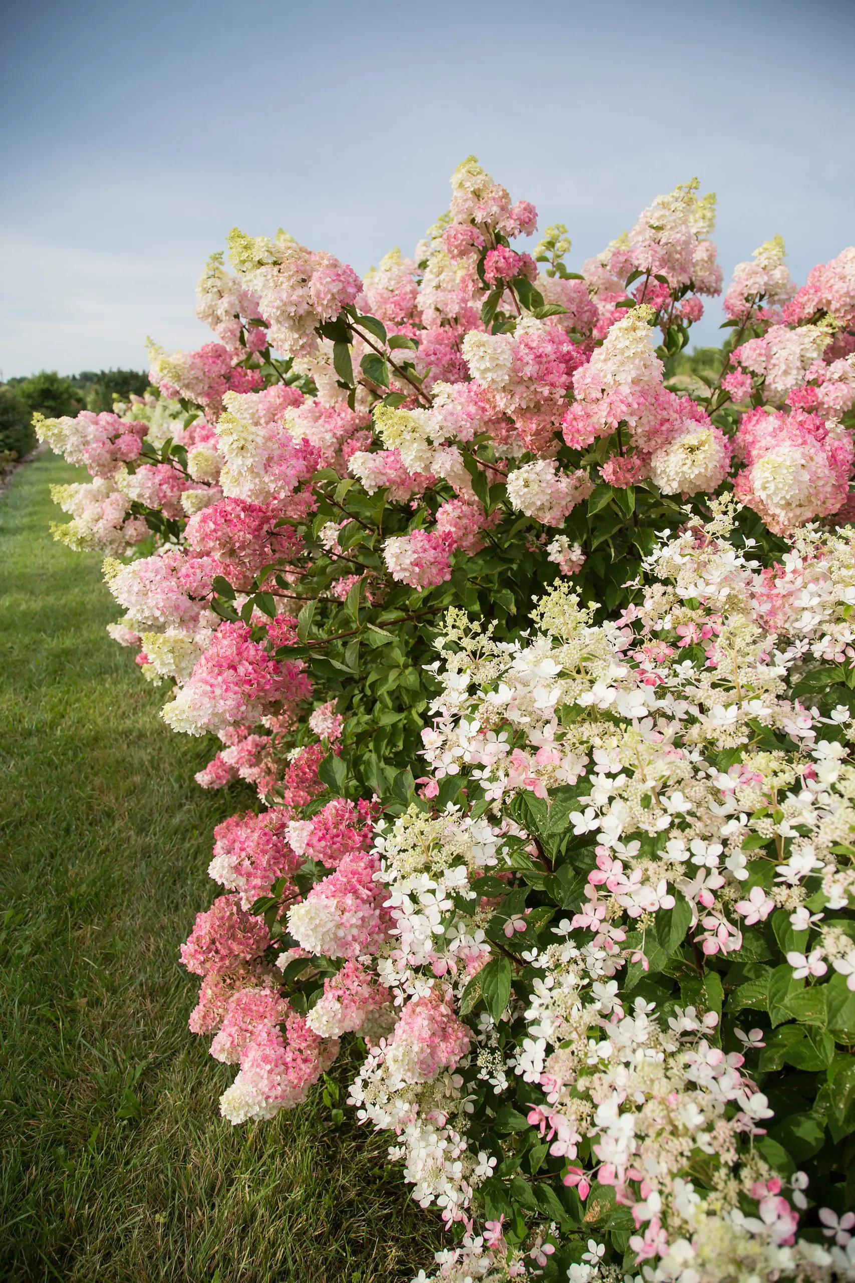 White Hydrangea Berry Pick - Kelea's Florals