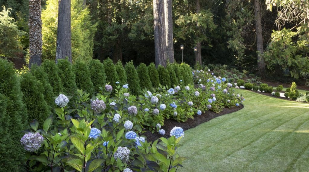 Blue Enchantress Hydrangea - Pahl's Market - Apple Valley, MN