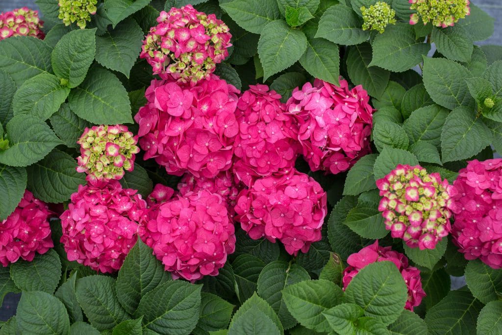 Endless Summer Summer Crush Hydrangea - Pahl's Market - Apple Valley, MN