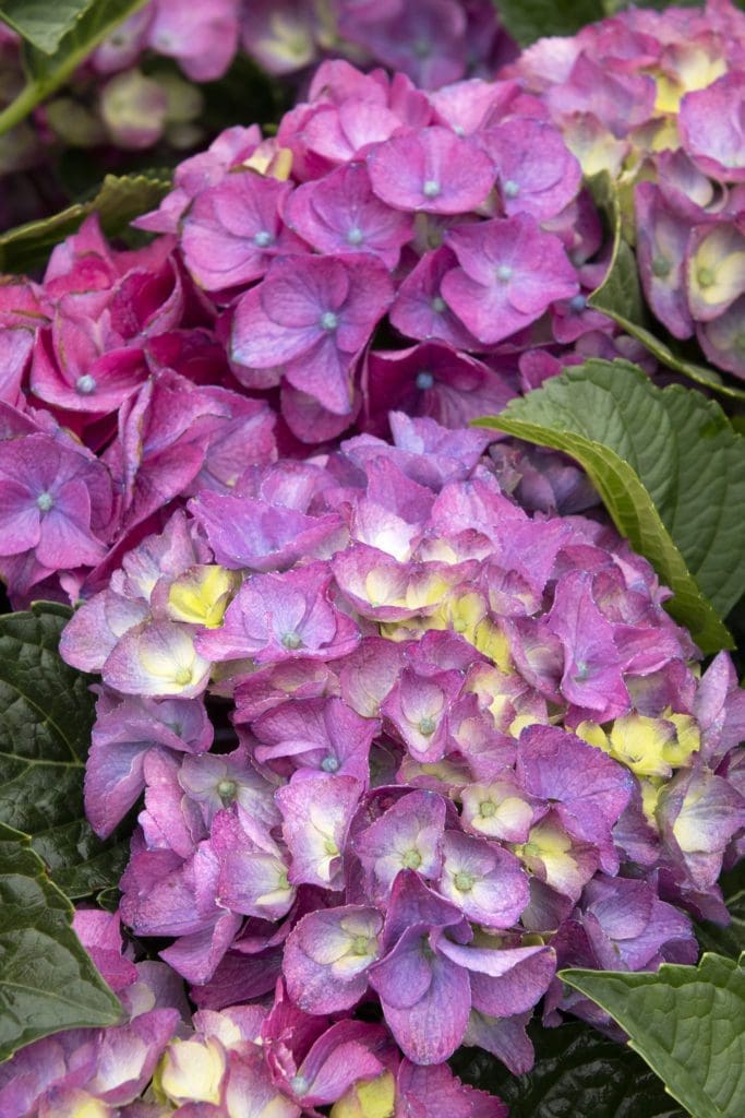 Seaside Serenade Newport Hydrangea - Pahl's Market - Apple Valley, MN