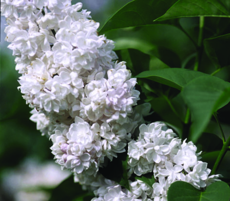 Beauty of Moscow Lilac - Pahl's Market - Apple Valley, MN