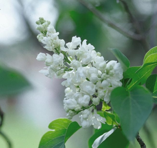 Image of Single white lilac flowers