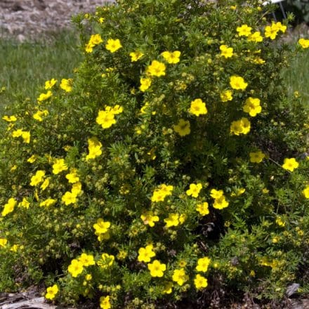 Gingersnap Potentilla - Pahl's Market - Apple Valley, MN