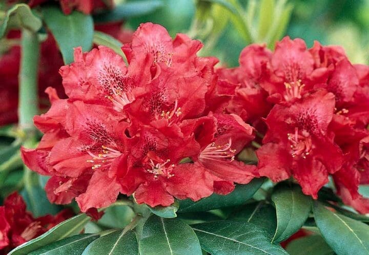 Henry's Red Rhododendron