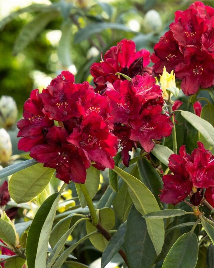 Henry's Red Rhododendron - Image 3