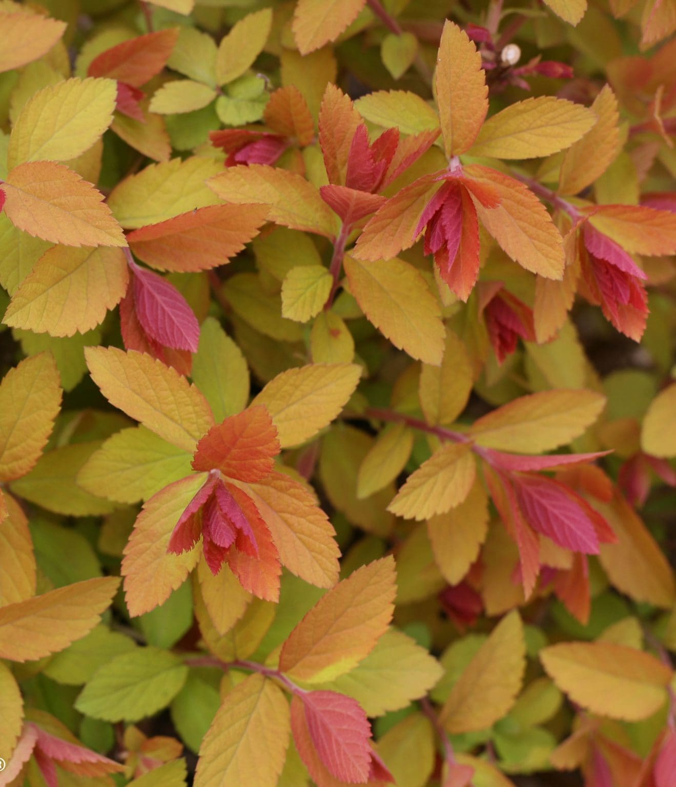 Double Play Big Bang Spirea - Pahl's Market - Apple Valley, MN