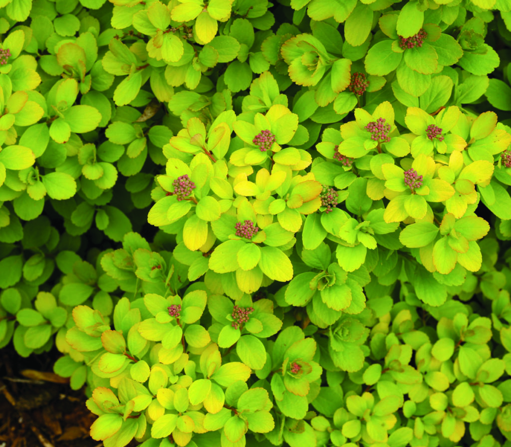 Glow Girl Birchleaf Spirea - Pahl's Market - Apple Valley, MN