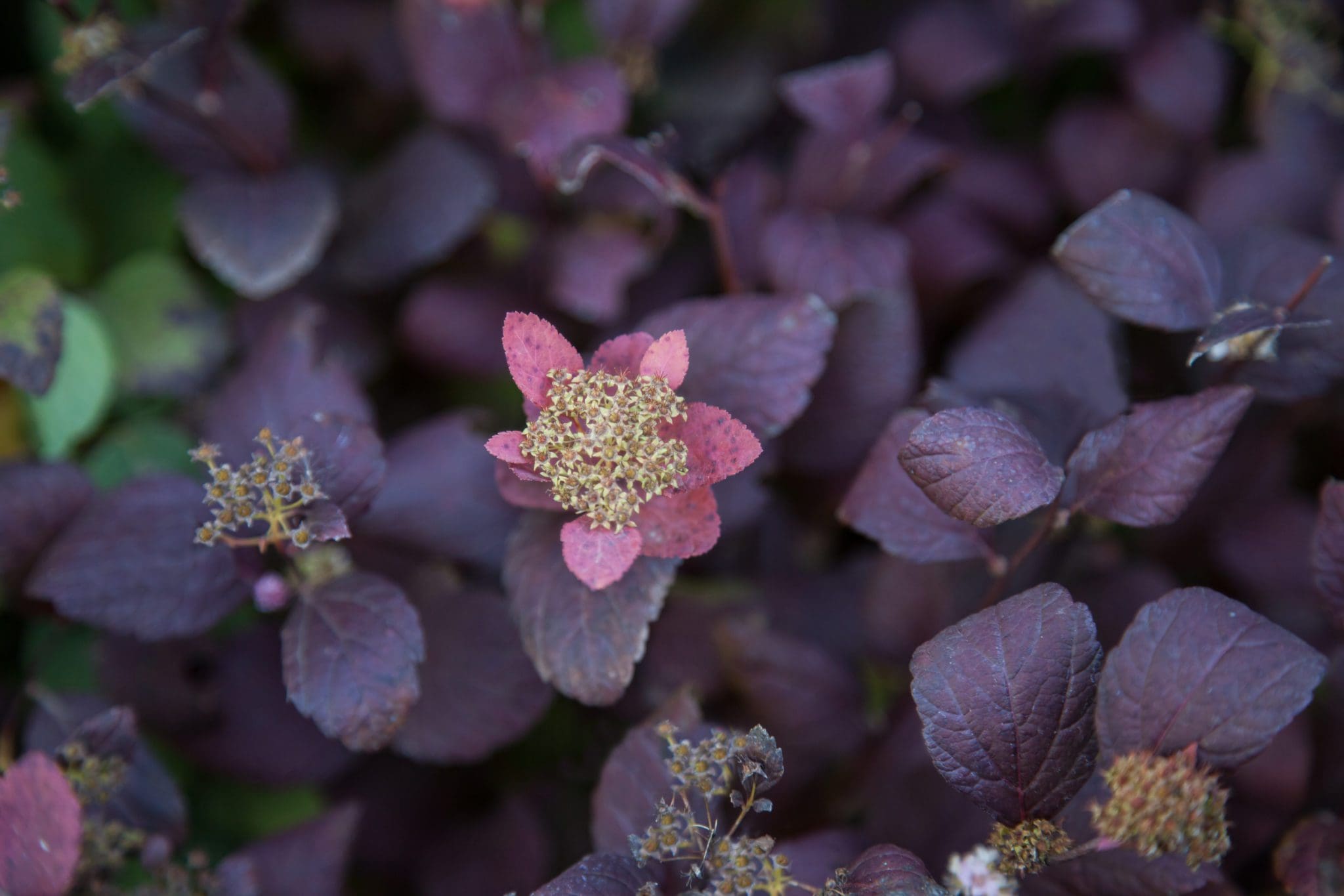 Pink Sparkler Birchleaf Spirea Pahl S Market Apple Valley Mn