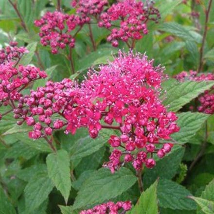 Little Spark Spirea - Pahl's Market - Apple Valley, MN