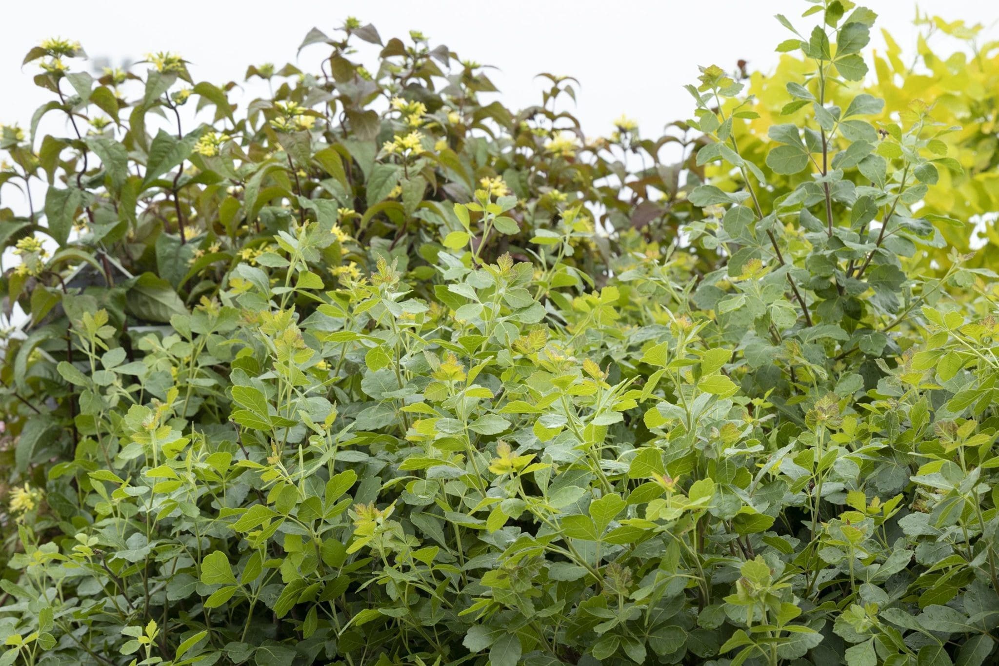 Gro Low Fragrant Sumac - Pahl's Market - Apple Valley, MN