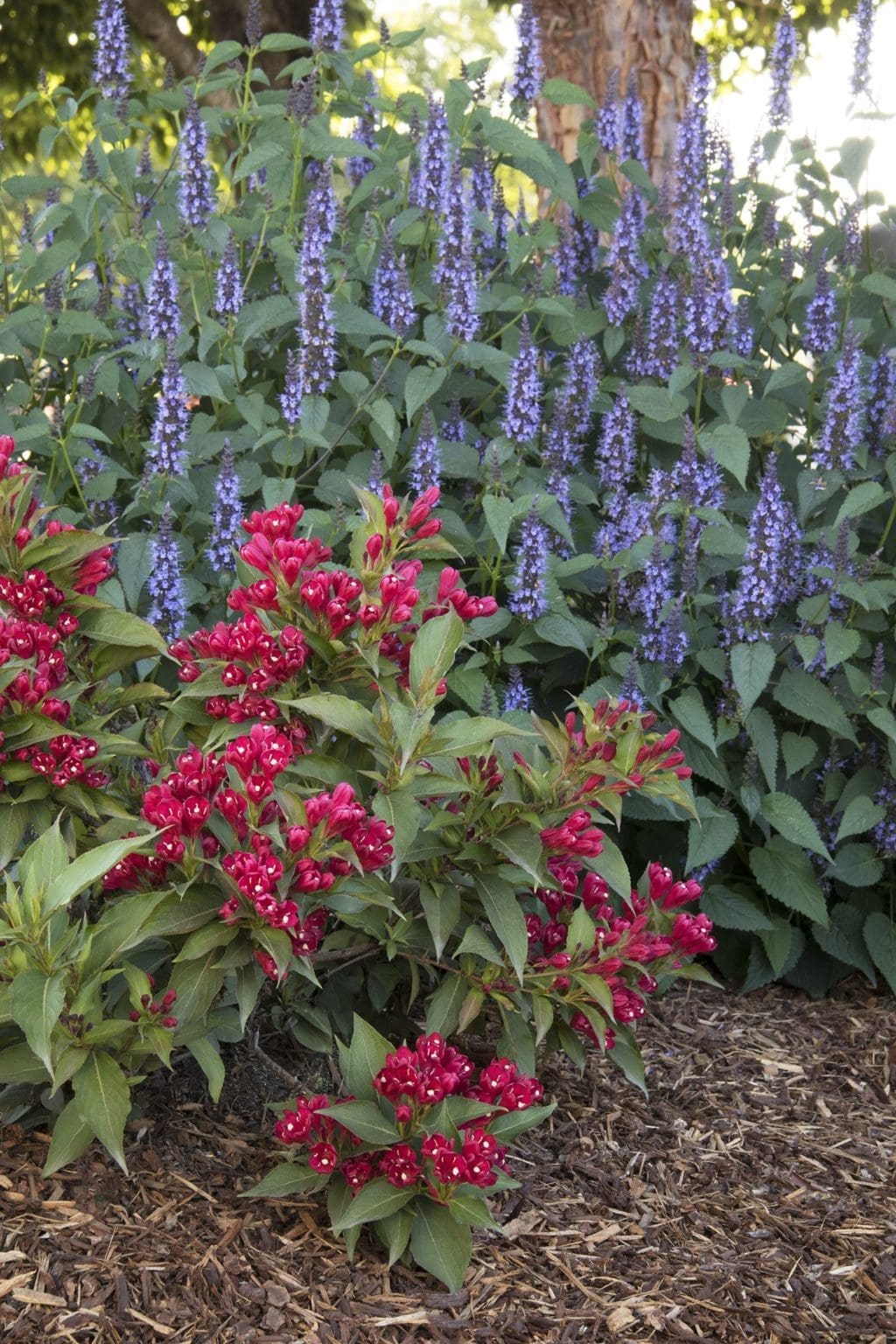 Crimson Kisses Weigela - Pahl's Market - Apple Valley, MN