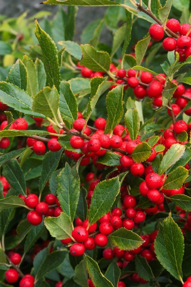 Red Sprite Winterberry - Pahl's Market - Apple Valley, MN