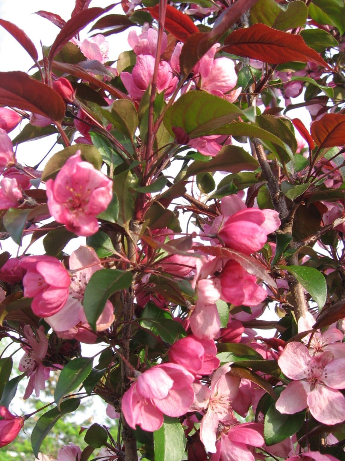 Gladiator Crabapple - Pahl's Market - Apple Valley, MN