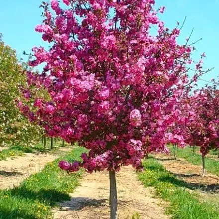 Starlite Crabapple - Pahl's Market - Apple Valley, MN