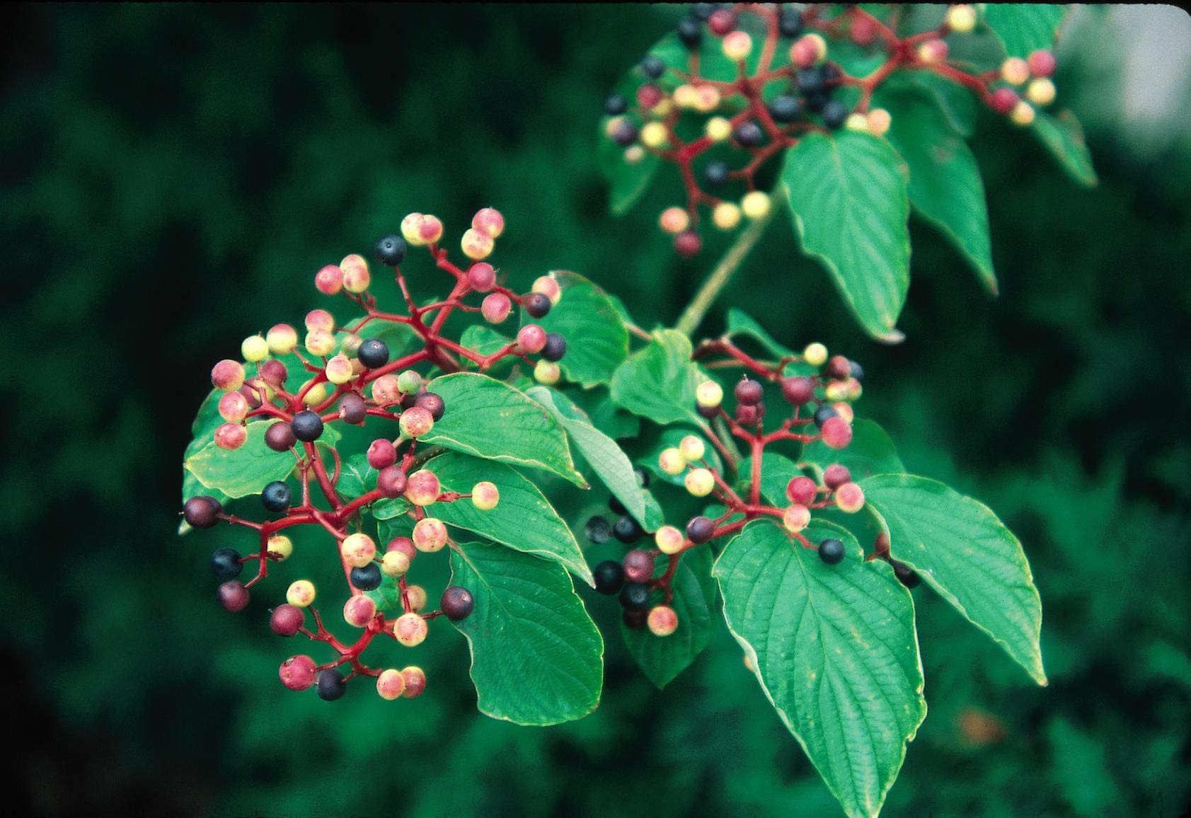 Pagoda Dogwood Tree Form Pahl s Market Apple Valley MN