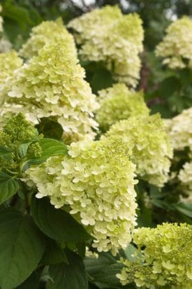 Limelight Hydrangea - Tree Form - Pahl's Market - Apple Valley, MN