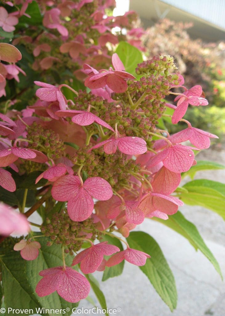 Quick Fire Hydrangea Tree Form Pahls Market Apple Valley Mn 0758