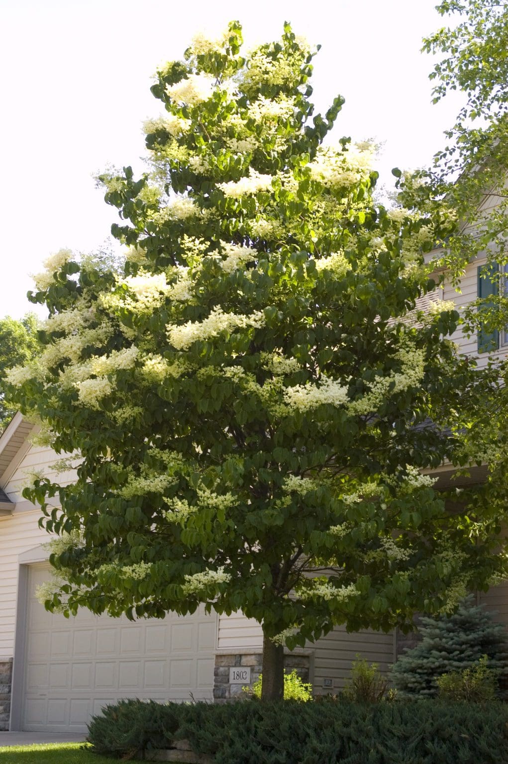 Ivory Silk Japanese Lilac - Pahl's Market - Apple Valley, MN