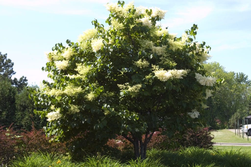 Japanese Tree Lilac - Pahl's Market - Apple Valley, MN