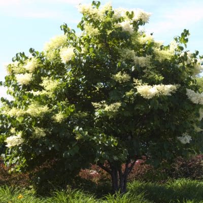 Dwarf Korean Lilac - Tree Form - Pahl's Market - Apple Valley, MN