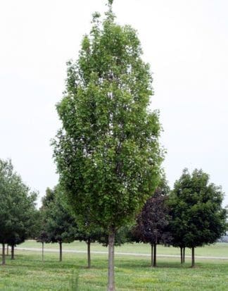 Armstrong Maple - Pahl's Market - Apple Valley, MN