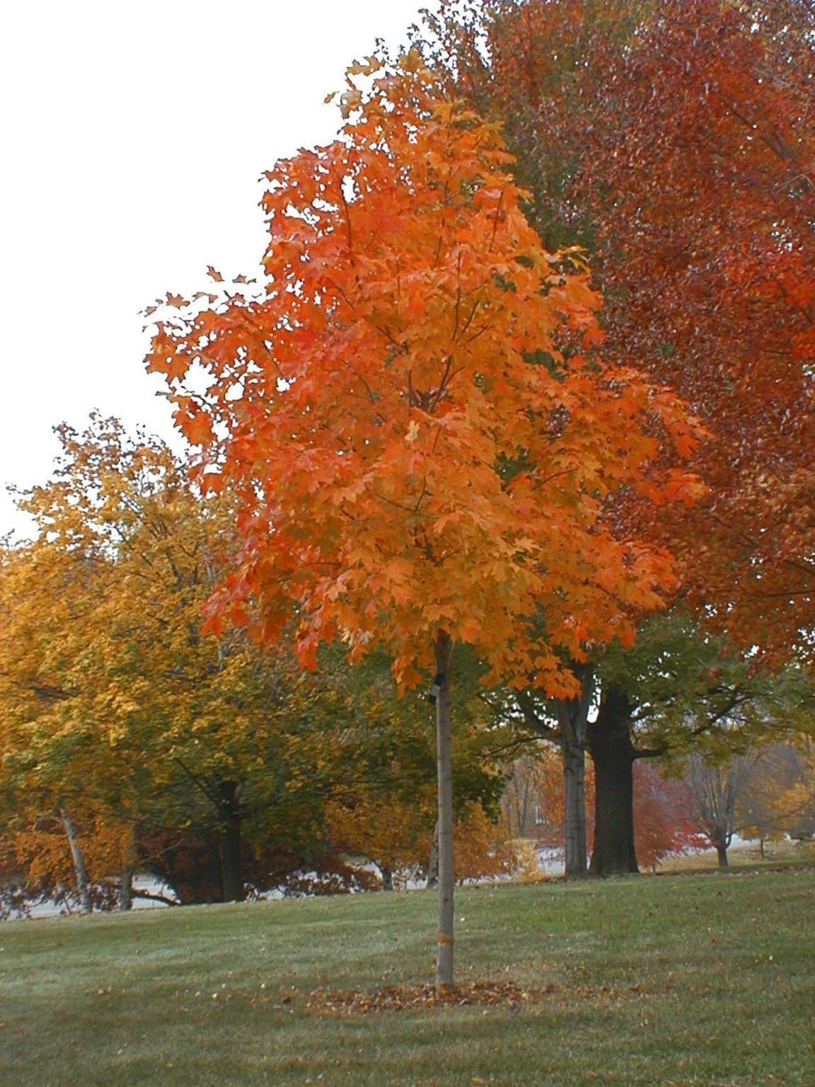 Fall Fiesta Sugar Maple - Pahl's Market - Apple Valley, MN