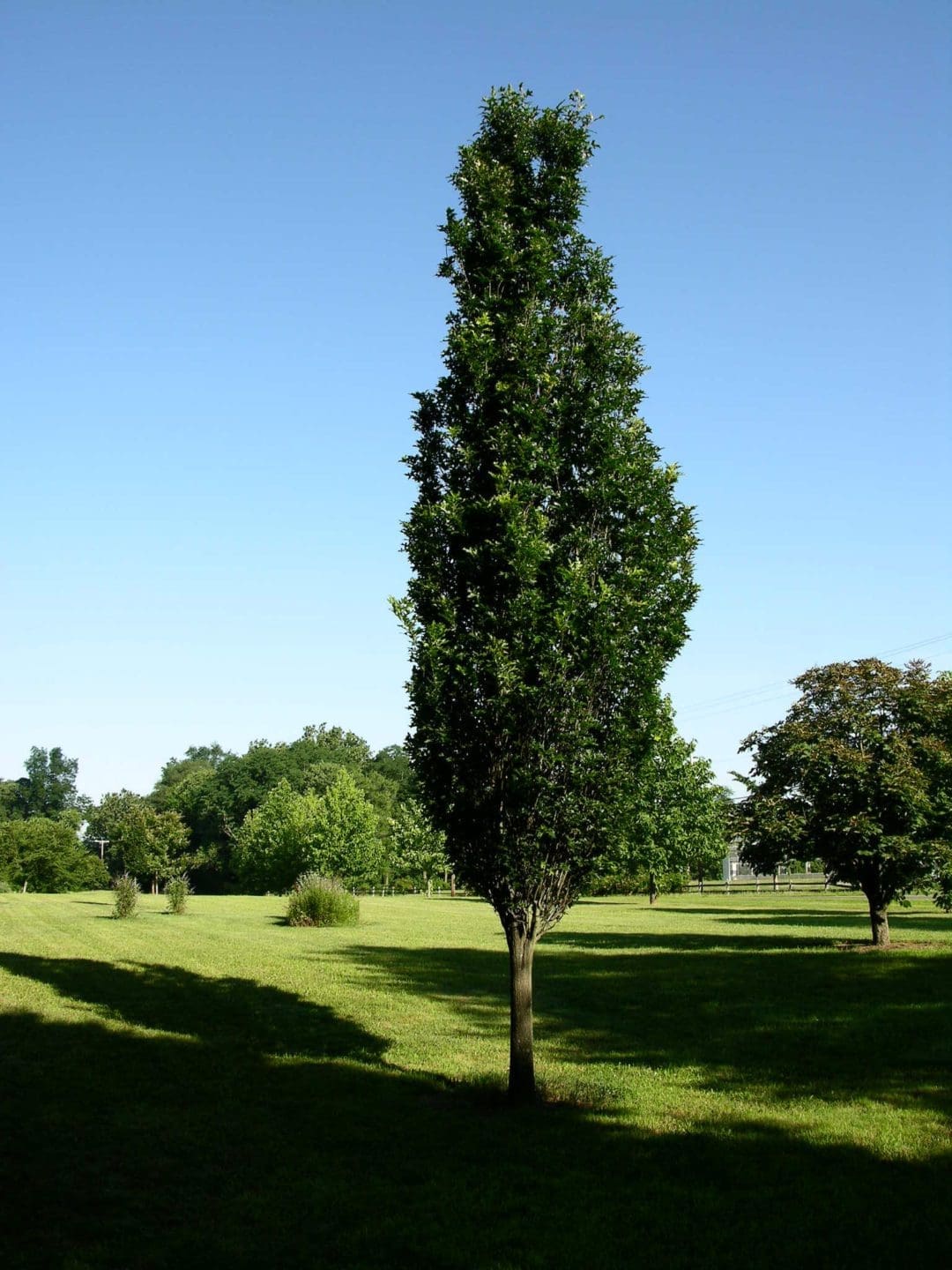 Regal Prince Oak - Pahl's Market - Apple Valley, Mn