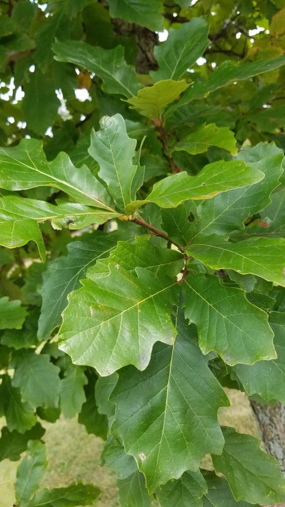 Swamp White Oak - Pahl's Market - Apple Valley, MN