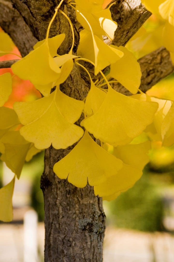 Autumn Gold Ginkgo