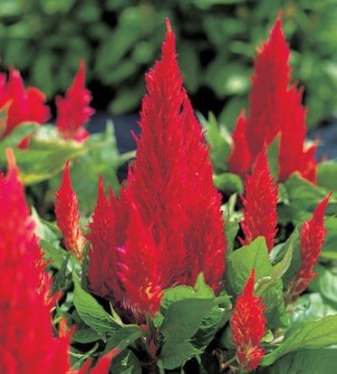 Kelos Fire Scarlet Celosia - Pahl's Market - Apple Valley, MN