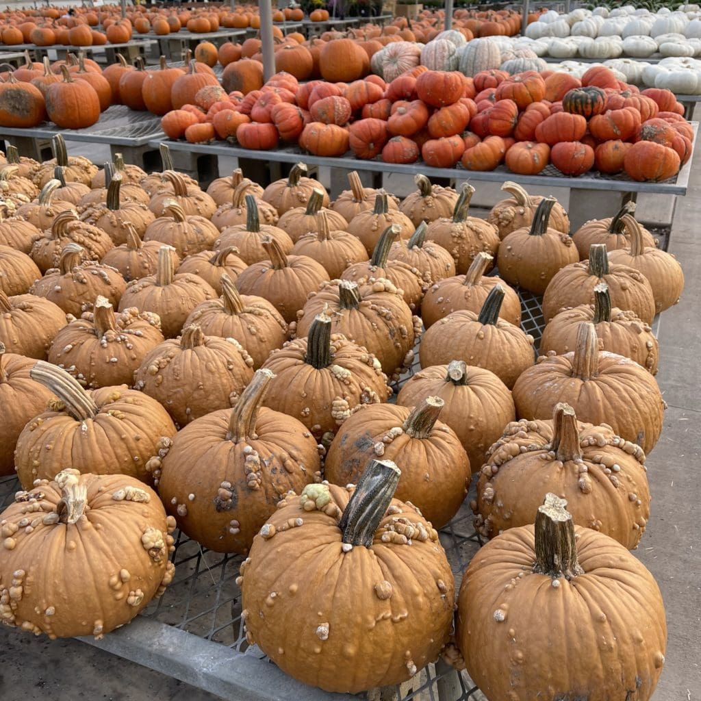 MINI PUMPKINS - Pahl's Market - Apple Valley, MN