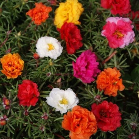 Sundial Mix Portulaca - Pahl's Market - Apple Valley, MN