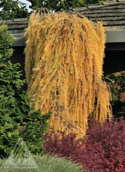 Weeping European Larch - Pahl's Market - Apple Valley, MN