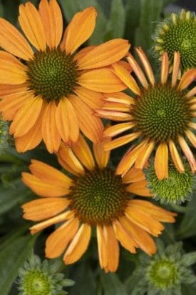 Prima Saffron Coneflower - Pahl's Market - Apple Valley, MN