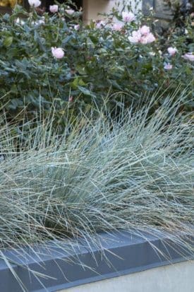 Blue Dune Lyme Grass - Pahl's Market - Apple Valley, MN