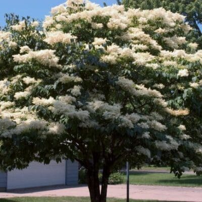 Dwarf Korean Lilac - Tree Form - Pahl's Market - Apple Valley, Mn