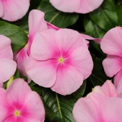 Cora Cranberry Vinca - Pahl's Market - Apple Valley, MN